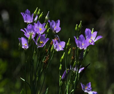 Prairie Gentian