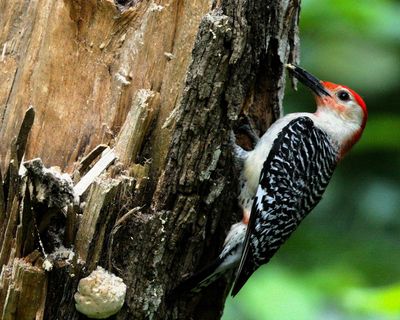 Red-bellied Woodpecker building a nest.
