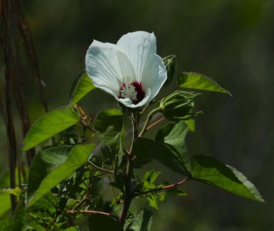 Rose Mallow