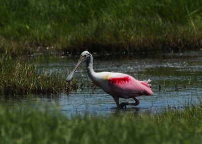 Roseate Spoonbill