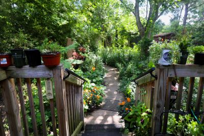 The Jungle, my front yard.