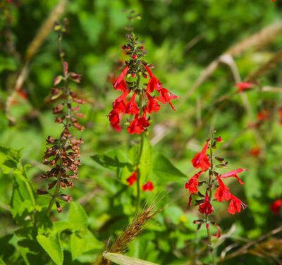 Tropical Sage