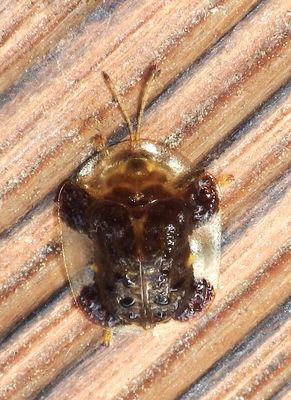 ClavateTortoiseBeetle2