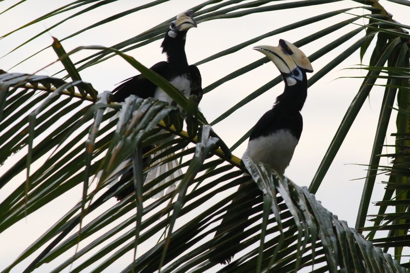 Oriental Pied Hornbill courtship