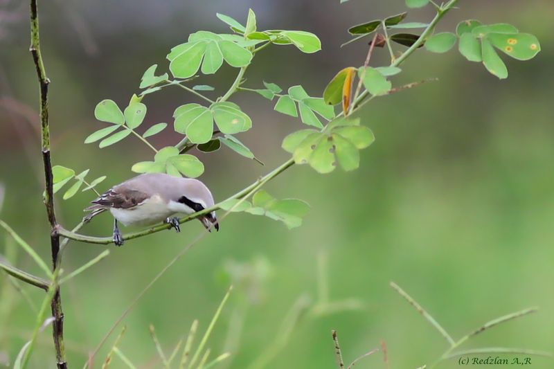 Male Brown Shrike Adult