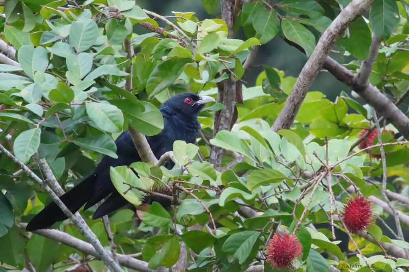 Asian Koel  - male