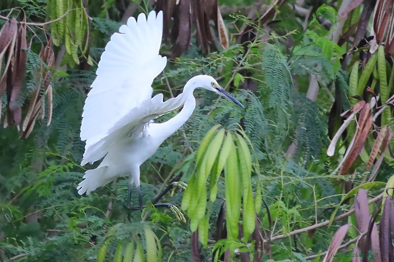Little Egret