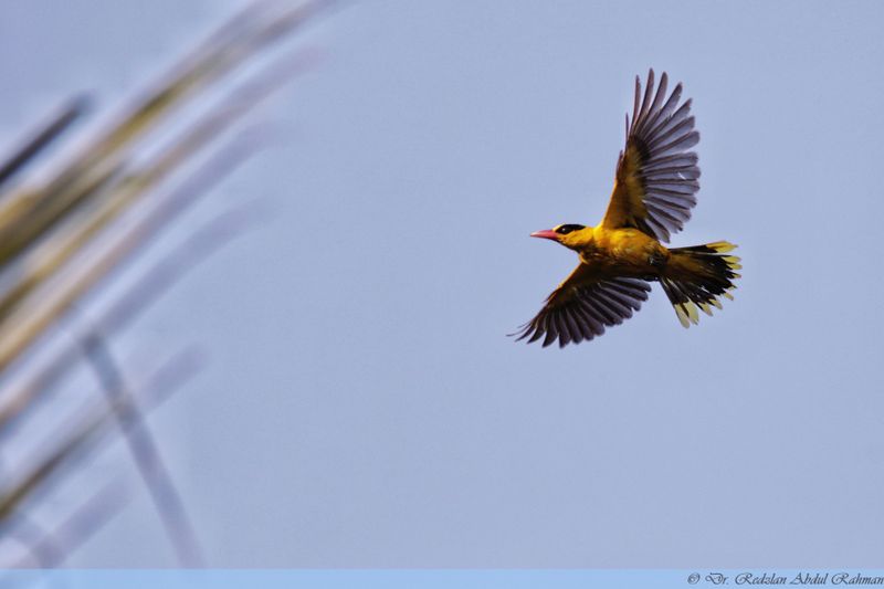 Oriole in flight