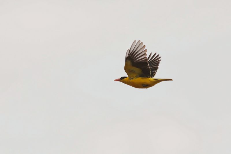 Oriole in flight