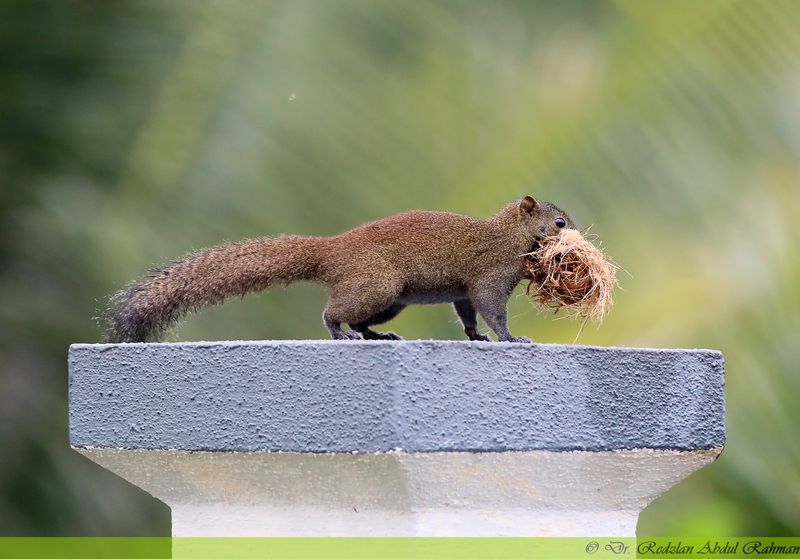 Horse-tailed Squirrel with nesting material