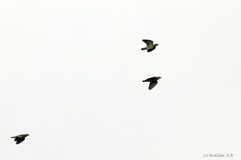 Punai terbang di Cherating