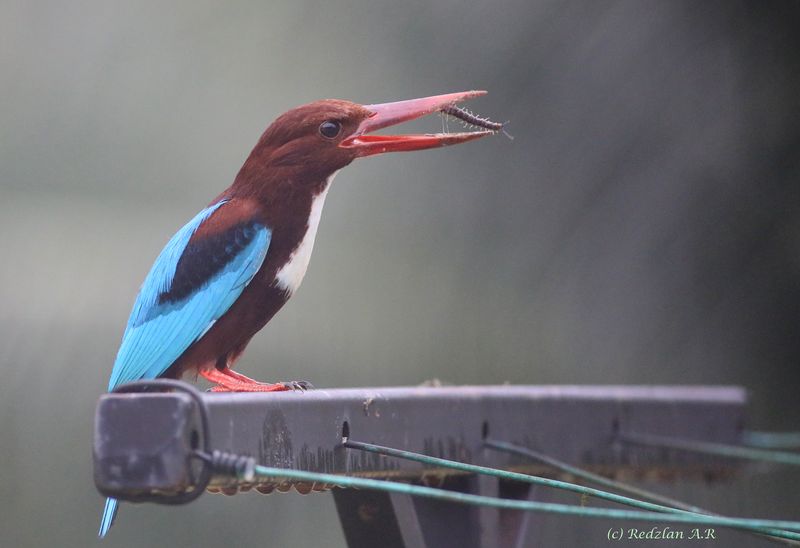 kingfisher eats centipede