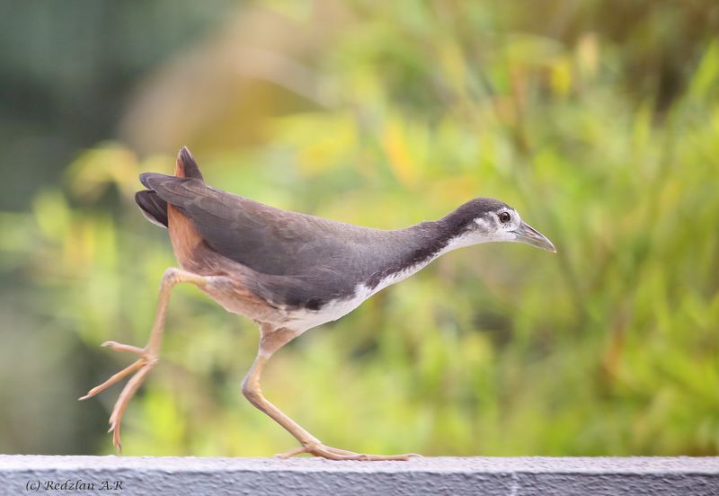 Wak-wak  atas Tembok