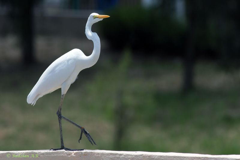 Egret intermedia