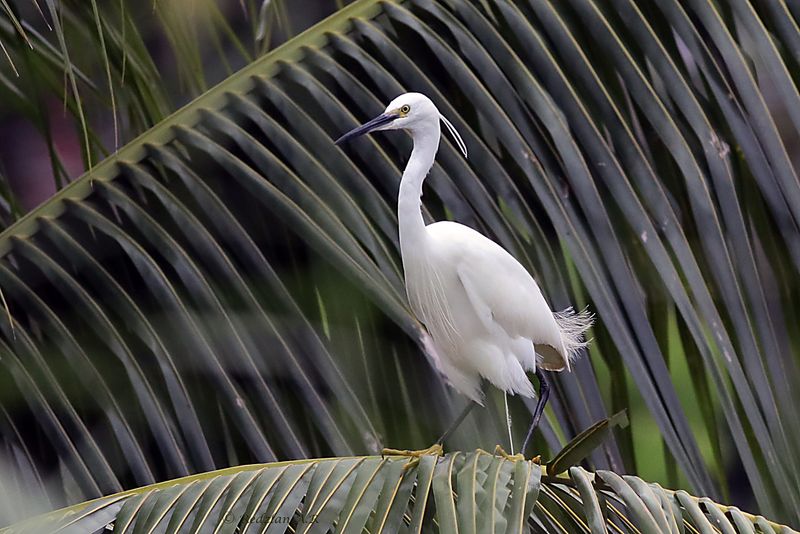 Little Egret