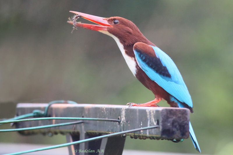 5kingfisher eats centipede.JPG