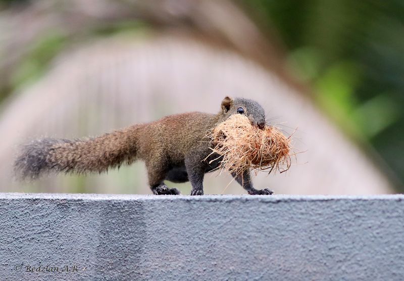 Callosciurus erythraeus - Pallass Squirrel