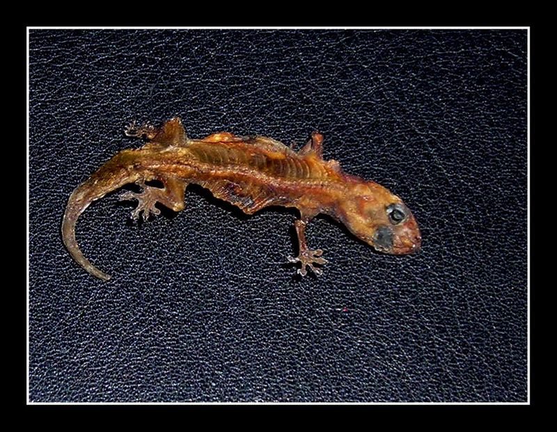 Dried Lizard
