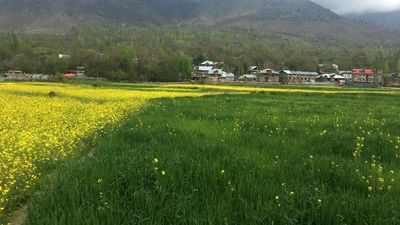 Kashmir Mustard Garden.