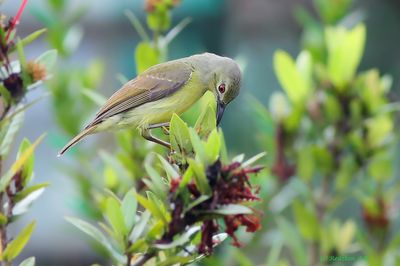 Female Brown SunBird