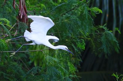 Little Egret Jumping