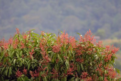 Mango Flowers