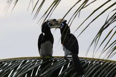 Oriental Peed Hornbil Courtship