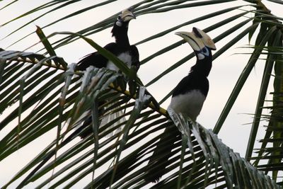 Oriental Pied Hornbill courtship