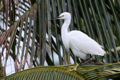 Little Egret