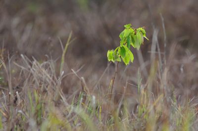 Green among brown