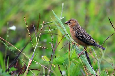 Baya Weaver