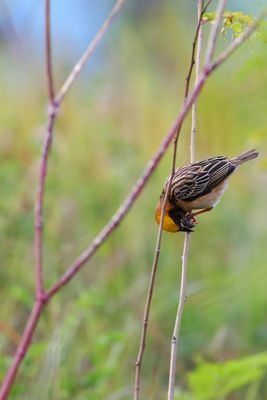 Male Baya Weaver