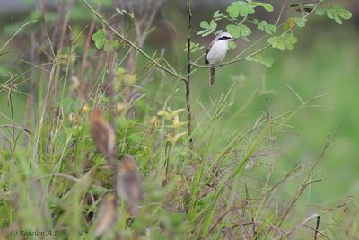 Adult Male Brown Shrike Bayaweaver foreground.jpg