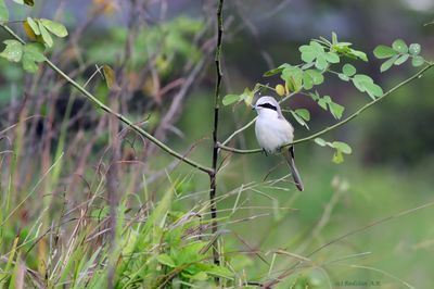 Male Brown Shrike