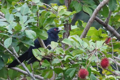 Asian Koel - male
