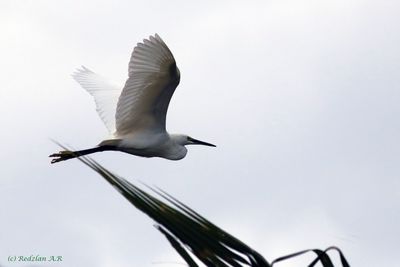 Litle Egret in flight