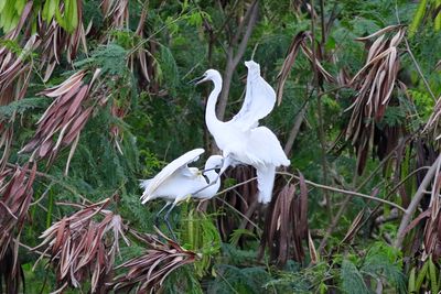 Litle Egrets Court-ship