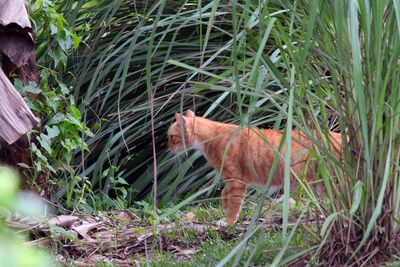 Kucing  Mengendap Burung