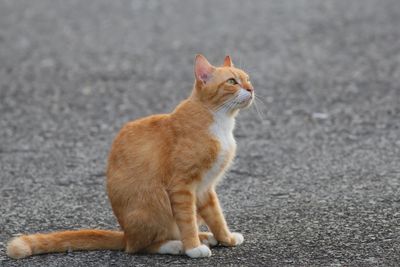 Oren Cat