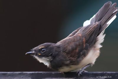 Anak burung Murai