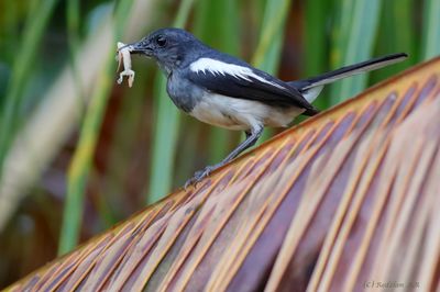 Murtai Cicak Kubing