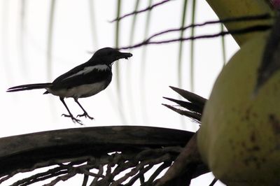 Murai Sarang  Pokok Kelapa