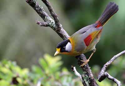 Birds of Fraser's Hill, Pahang