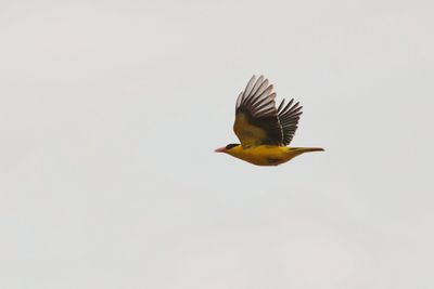 Oriole in flight