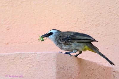 Yellow-vented bubul eats grasshoper