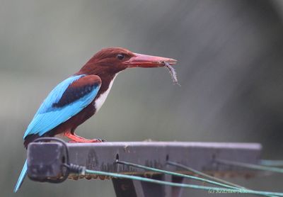 kingfisher eats centipede