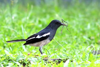 Magpie Robin with nesting material