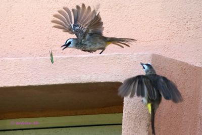 Two Bulbul with grasshoper