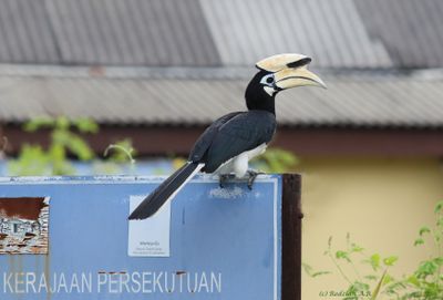 Keilngking atas signboard