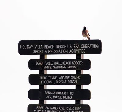 Common Myna sign post